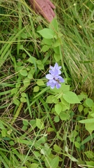 Aristea abyssinica
