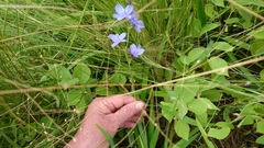 Aristea abyssinica