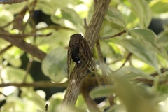 Platypleura capensis