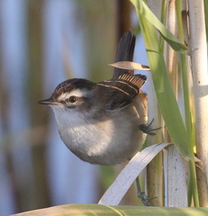 Acrocephalus melanopogon