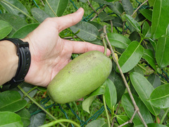 Stephanotis floribunda