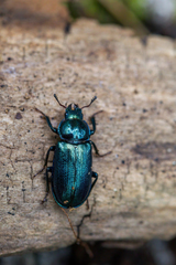 Platycerus caprea