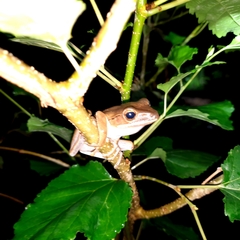 Polypedates leucomystax