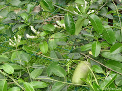 Stephanotis floribunda