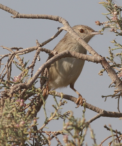 Delicate Prinia (Prinia lepida), photo 4