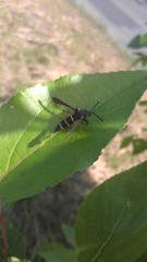 Paranthrene tabaniformis