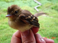 Cnemotriccus fuscatus duidae