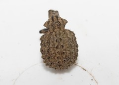 Brachycerus argillaceus