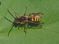 Nomada