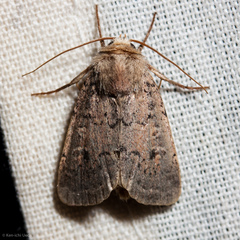 Pseudorthodes