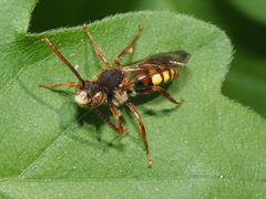 Nomada