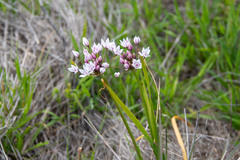 Allium praecox