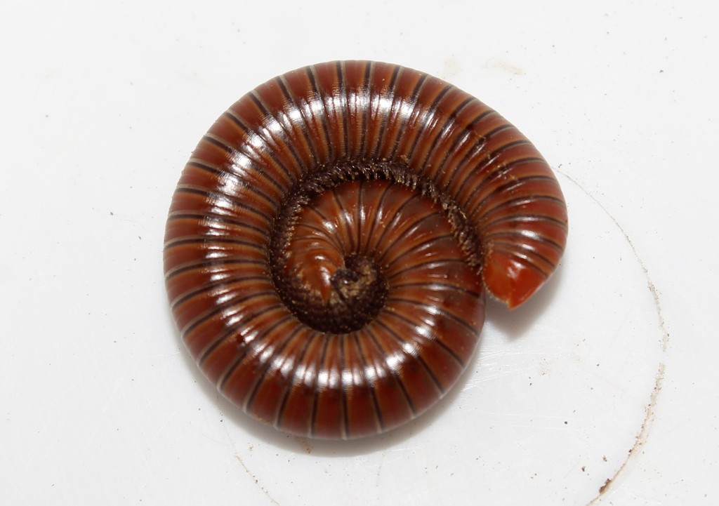 Paectophyllum ferrugineum