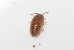Armadillidium insulanum