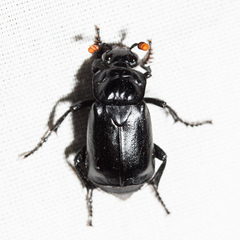 Nicrophorus nigrita