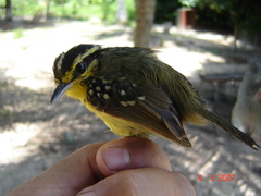 Hypocnemis hypoxantha