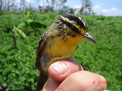 Hypocnemis hypoxantha