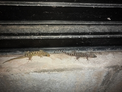 Phyllodactylus lanei