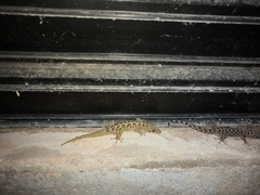 Phyllodactylus lanei