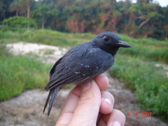 Thamnomanes saturninus