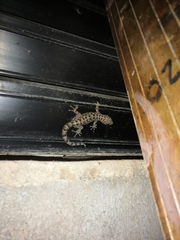 Phyllodactylus lanei