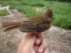 Cnipodectes subbrunneus