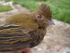 Cnipodectes subbrunneus