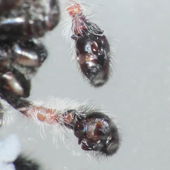 Holcolaetis vellerea