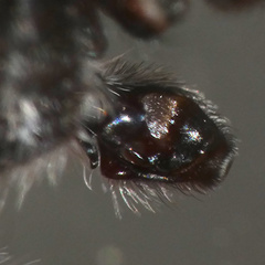 Holcolaetis vellerea