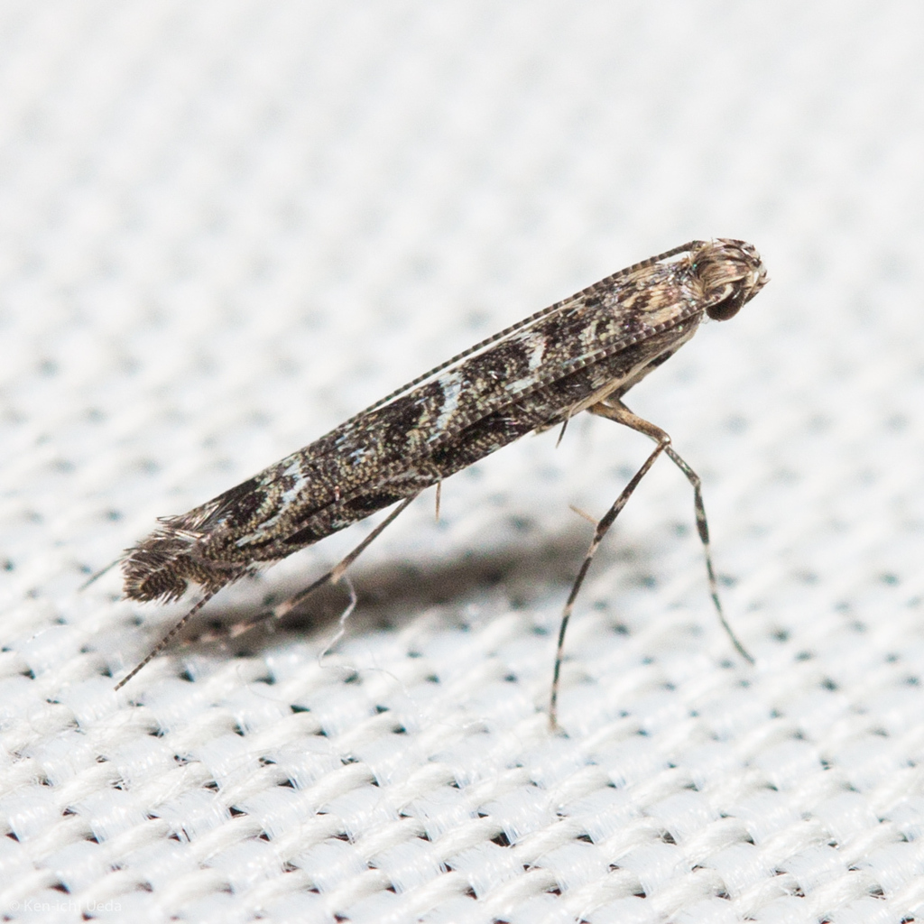 Neurobathra bohartiella