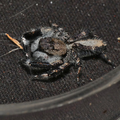 Holcolaetis vellerea