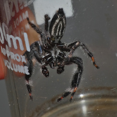 Holcolaetis vellerea