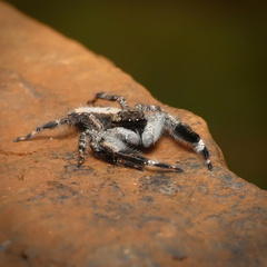 Holcolaetis vellerea