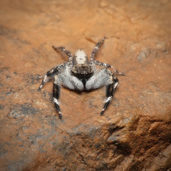 Holcolaetis vellerea