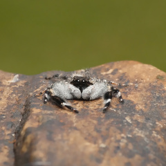 Holcolaetis vellerea