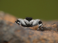 Holcolaetis vellerea