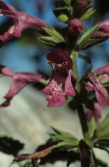 Stachys thunbergii