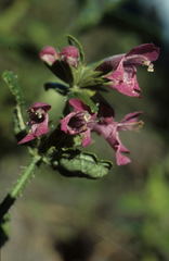 Stachys thunbergii