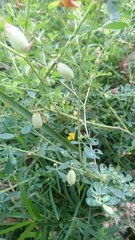 Crotalaria globifera