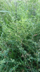 Crotalaria globifera