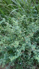 Crotalaria globifera
