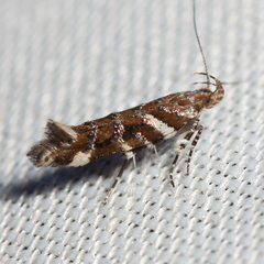 Aristotelia argentifera