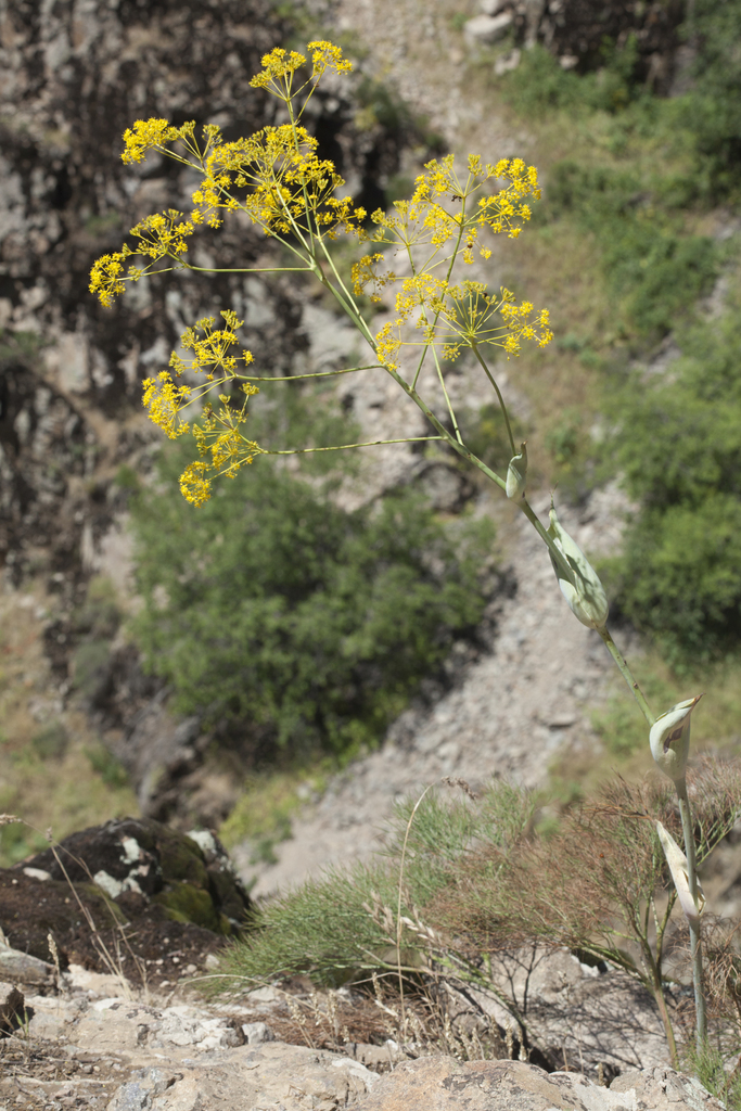 Ferula ugamica