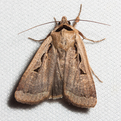 Parabagrotis formalis