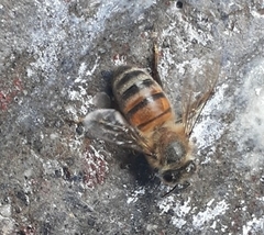 Apis mellifera