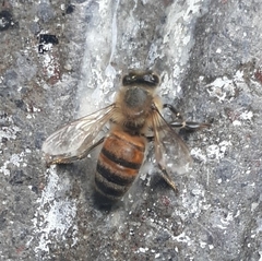 Apis mellifera
