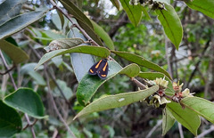 Brycea disjuncta
