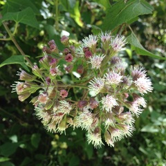 Ageratina deltoidea
