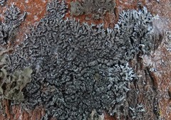 Phaeophyscia orbicularis