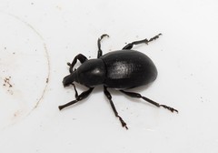 Liparus tenebrioides